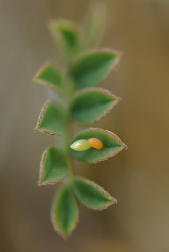 Colias alfacariensis